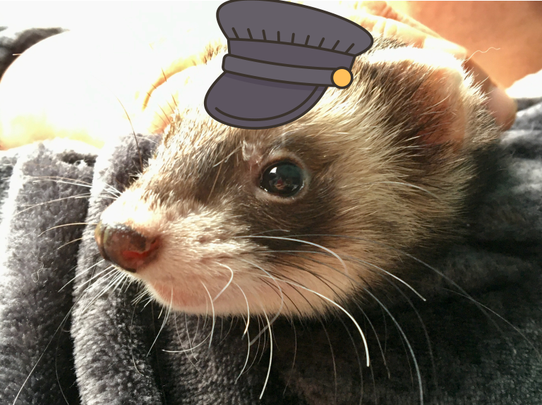 Close up photo of a Brown (polecat) ferret's face weraing a cartoon chauffeur's hat.