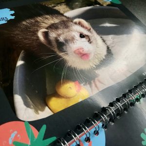 Ferret Calendar 2026 (A5 l/s spiral bound) COLLECTION ONLY