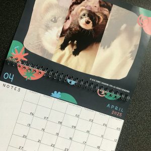 Ferret Calendar 2026 (A5 l/s spiral bound) COLLECTION ONLY
