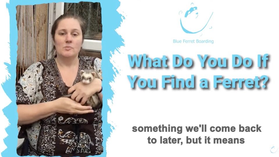 Video explaining what to do when you have found a ferret